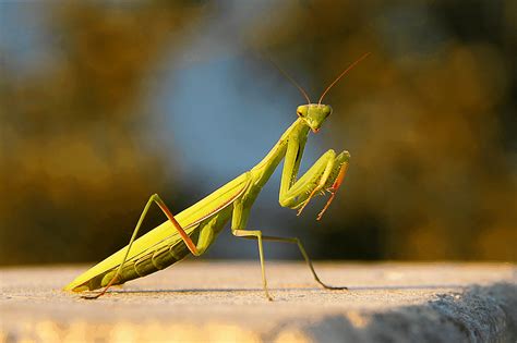 The Role of Praying Mantis Magic in Rituals and Ceremonies